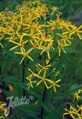 Senecio nemorensis ssp. fuchsii